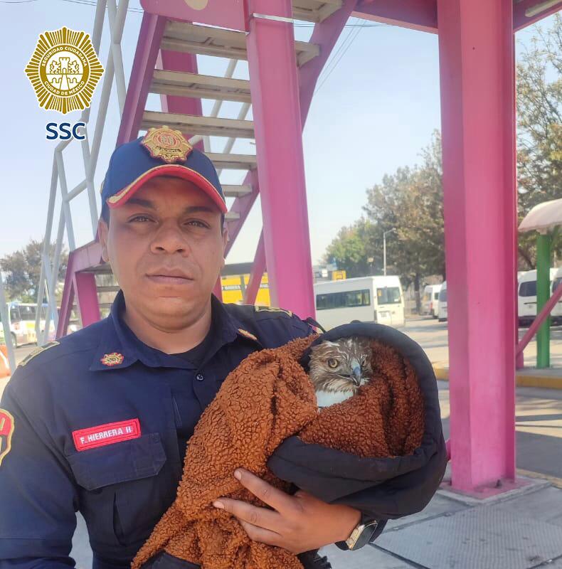 El halcón fue entregado a la Brigada de Vigilancia Animal para su atención.