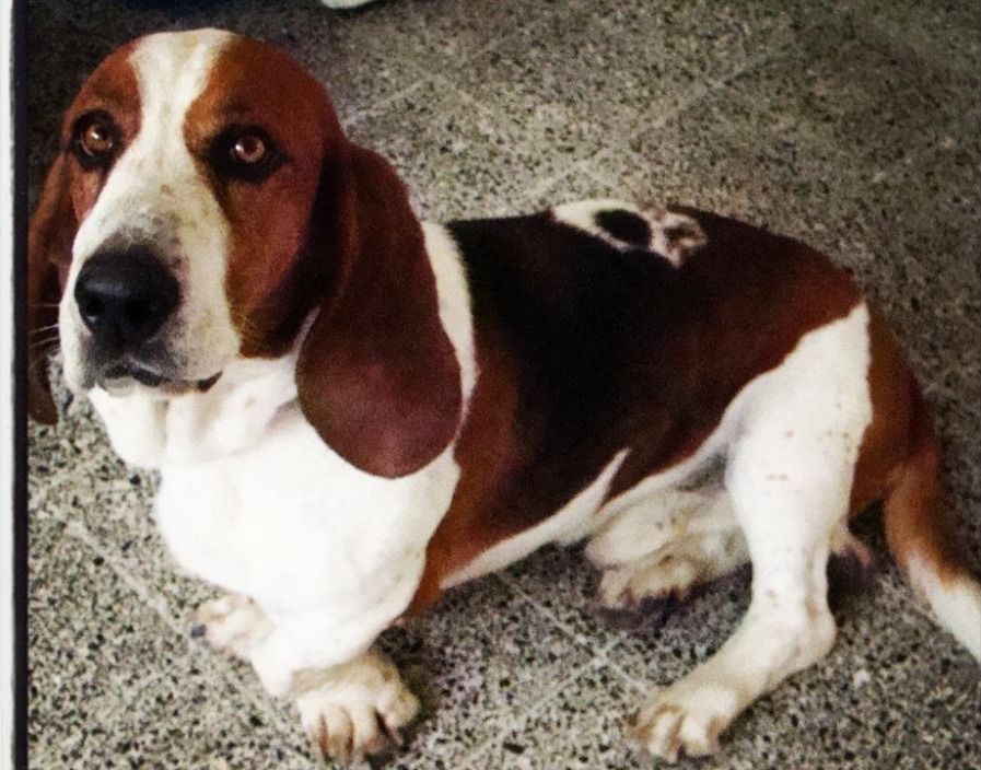 Honrando a tu mascota: el duelo que también merece reconocimiento.