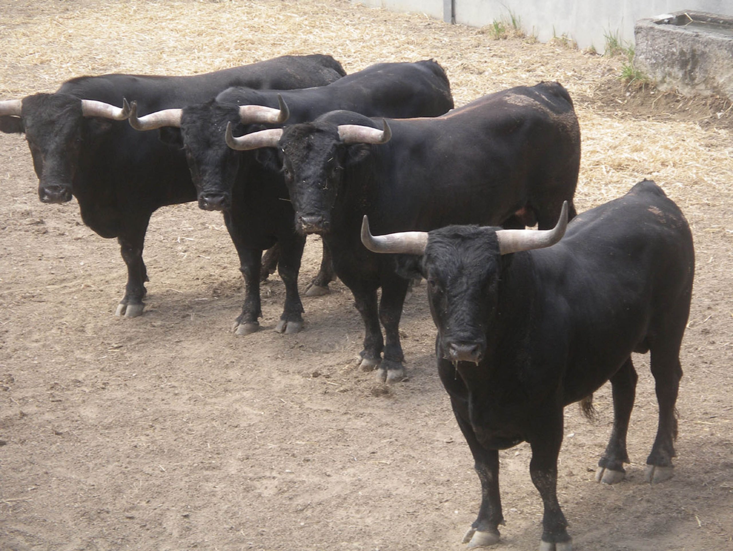 Señala Movimiento Ciudadano violación a la soberanía del Congreso por suspensión de dictamen sobre la prohibición de toros en la CDMX.