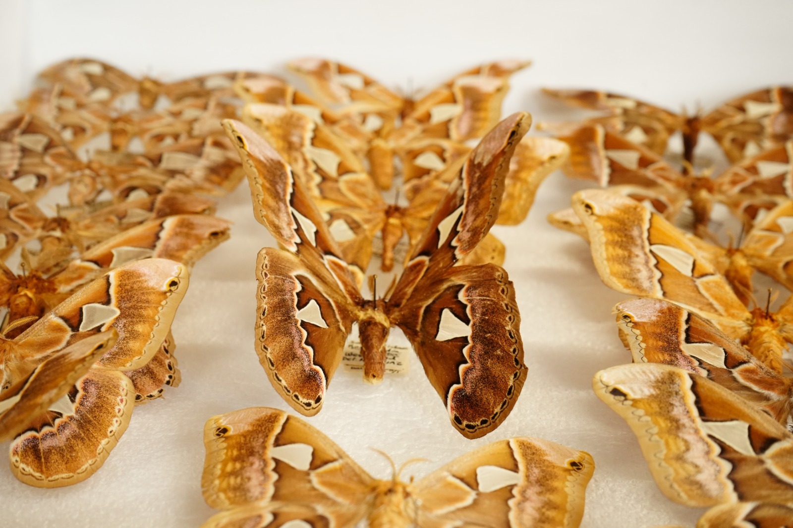 SEDEMA y el MHNCA rescatan más de 2,000 capullos de mariposa “cuatro espejos”, especie fascinante en riesgo, para proteger su desarrollo y ciclo de vida.