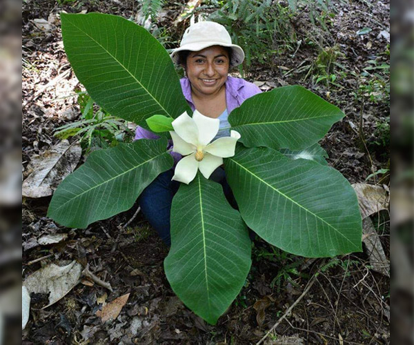 Científica indígena descubrió la magnolia flor del corazón, endémica de Oaxaca y en peligro de extinción.