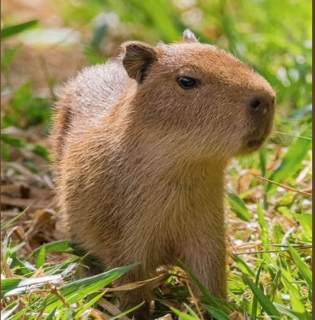 Capibara en parque Hidalgo de Aguascalientes