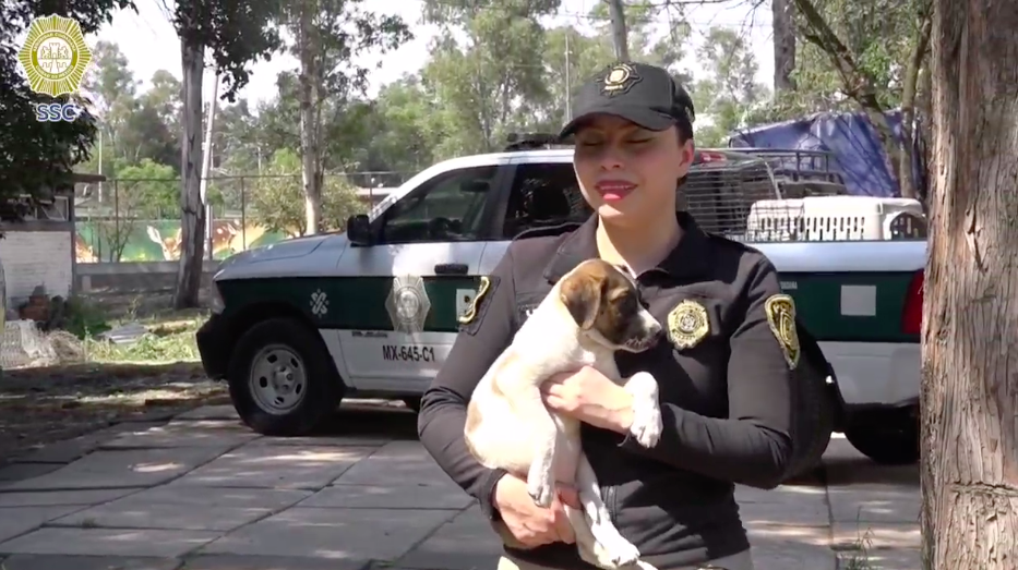 Por el Día Mundial del Animal sin Hogar la Brigada de Vigilancia Animal de la SSC invita a la ciudadanía a la jornada de adopción “Adoptatón”.