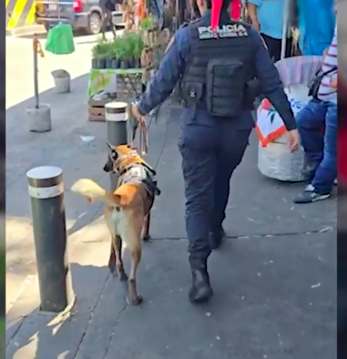 Durante el control preventivo en el CETRAM Indios Verdes se contó con el apoyo de "Randy", canino especializado en la detección de narcóticos.