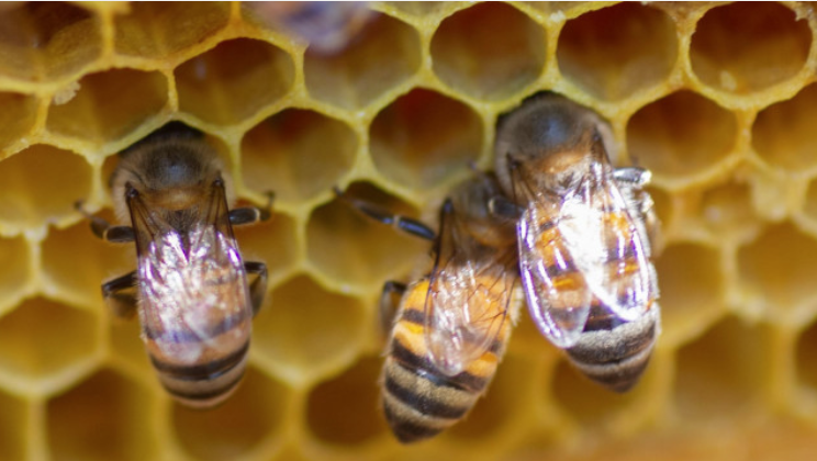 20 de mayo día mundial de las abejas