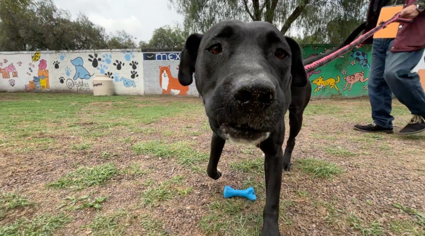 Día del Perro sin Raza Adopción de Mestizos en el Metro CDMX