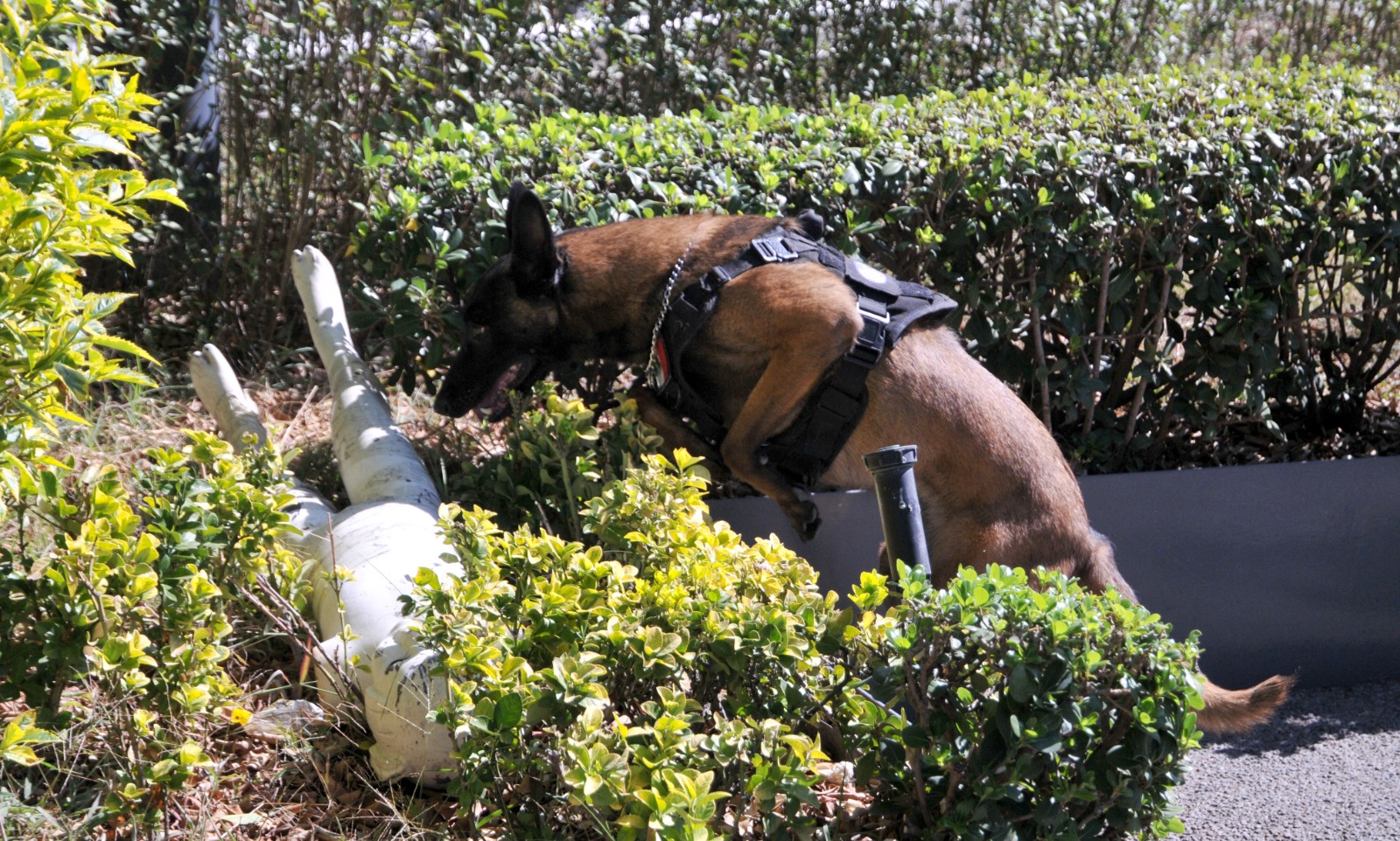 Elemento canino de la FGJCDMX