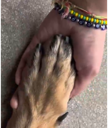 Fortalece Cuajimalpa su responsabilidad en el bienestar animal