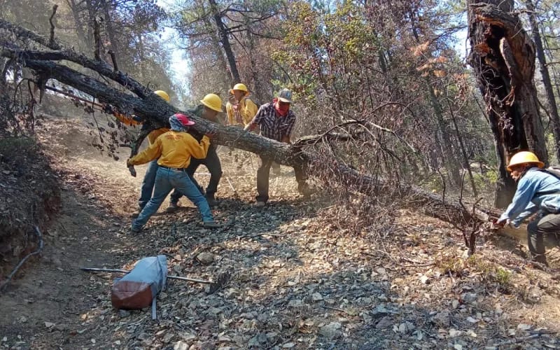 Incendios forestales