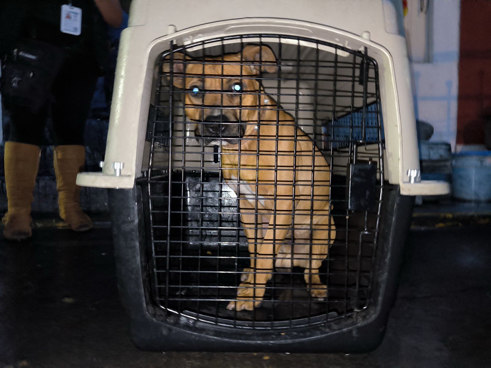 Perritos que vivieron maltrato fueron rescatados por AO y PAOT