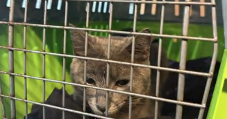 gatito abandonado en Metrobús