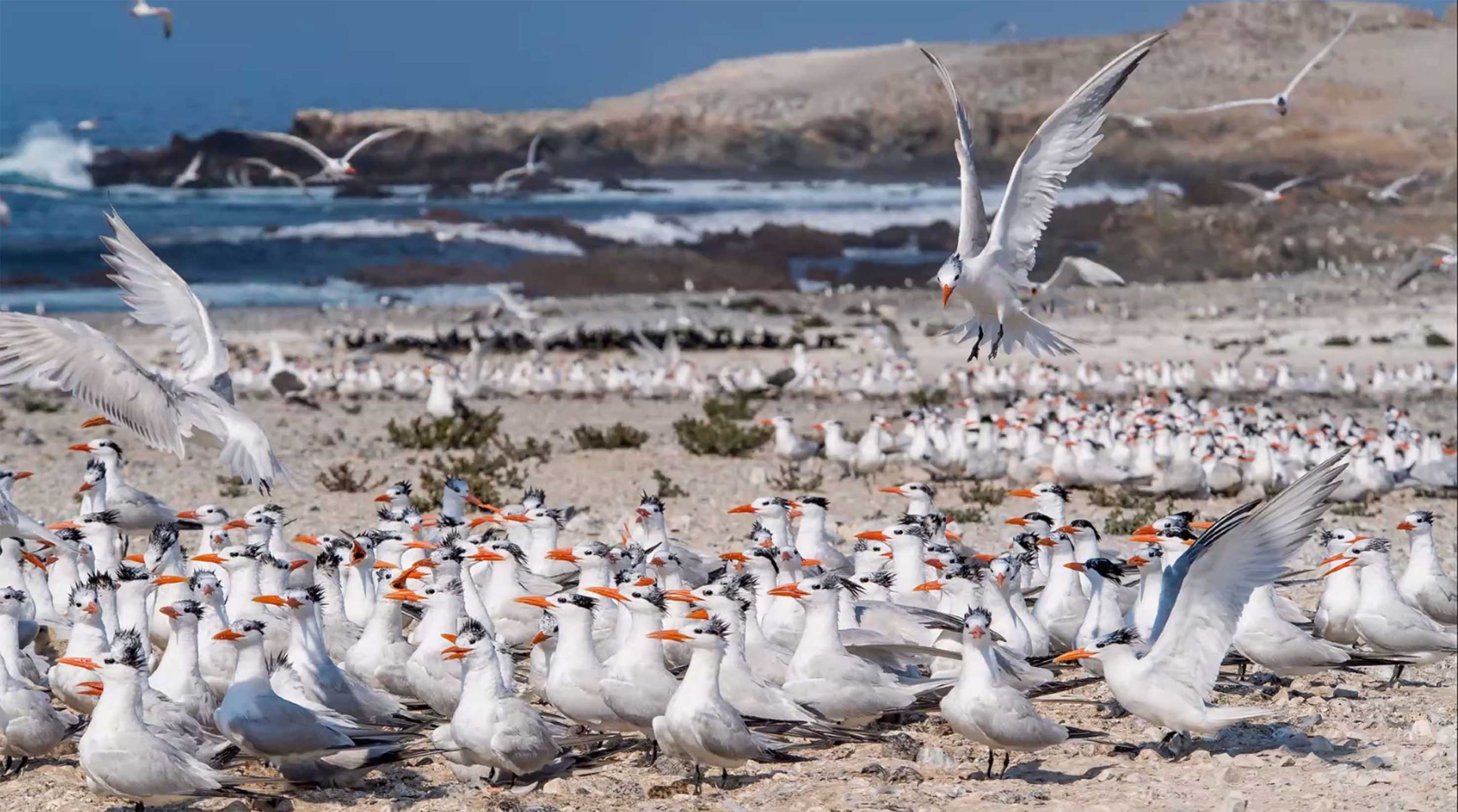 En el mundo las aves marinas enfrentan una situación de amenaza