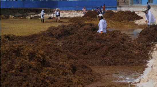 UNAM mide gas tóxico en sargazo: advierte peligro real para quienes lo recolectan. Foto: Paola Chiomante