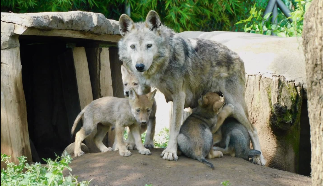Nacen cuatro crias de Lobo mexicano en Centro de Conservación de Vida Silvestre San Juán de Aragón