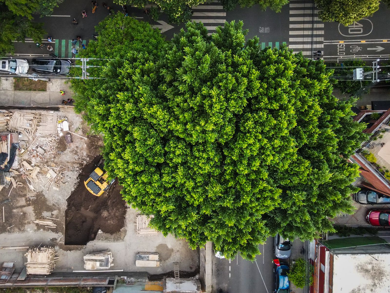 Rechazan vecinos corte de arboles por constructora en BJ