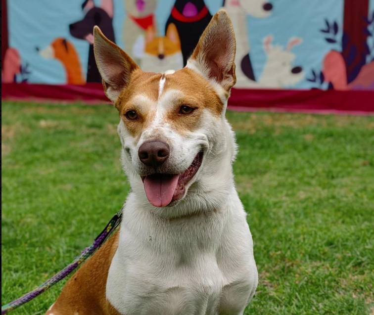 Metro Adopta un perrito
