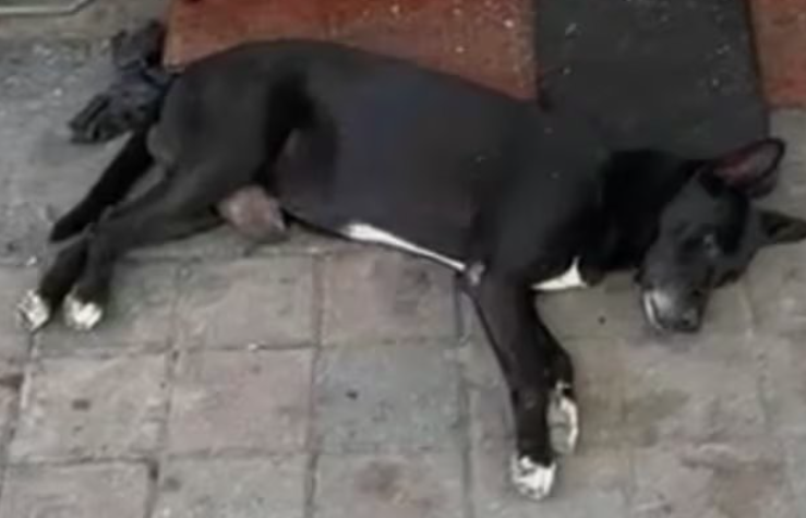 Hachiko de Culiacán