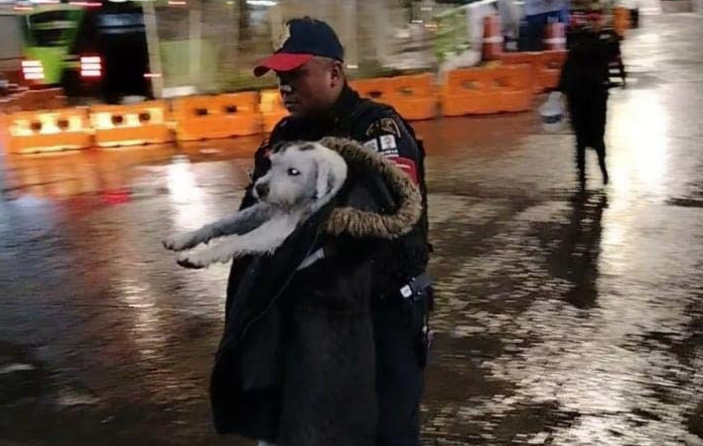 Rescate de perrito de la SSC