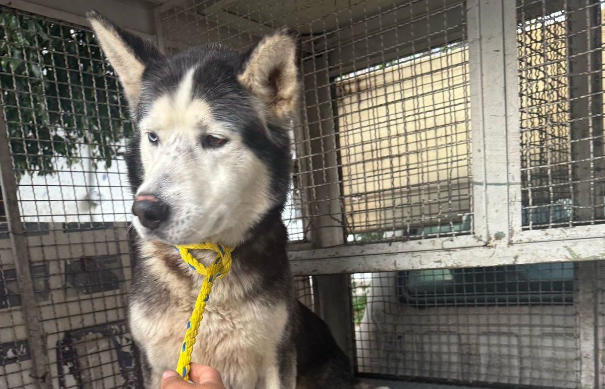 Denunciaron maltrato animal y la autoridad el Edomex lo rescató