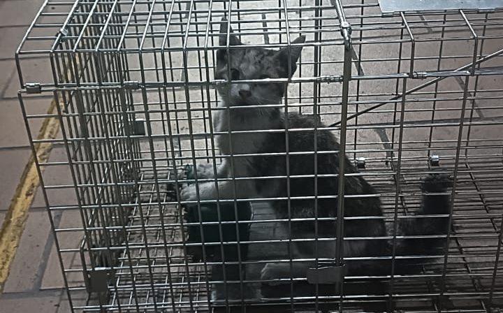 En el Metro todos somos importantes, un gatito fue rescatado en estación Copilco