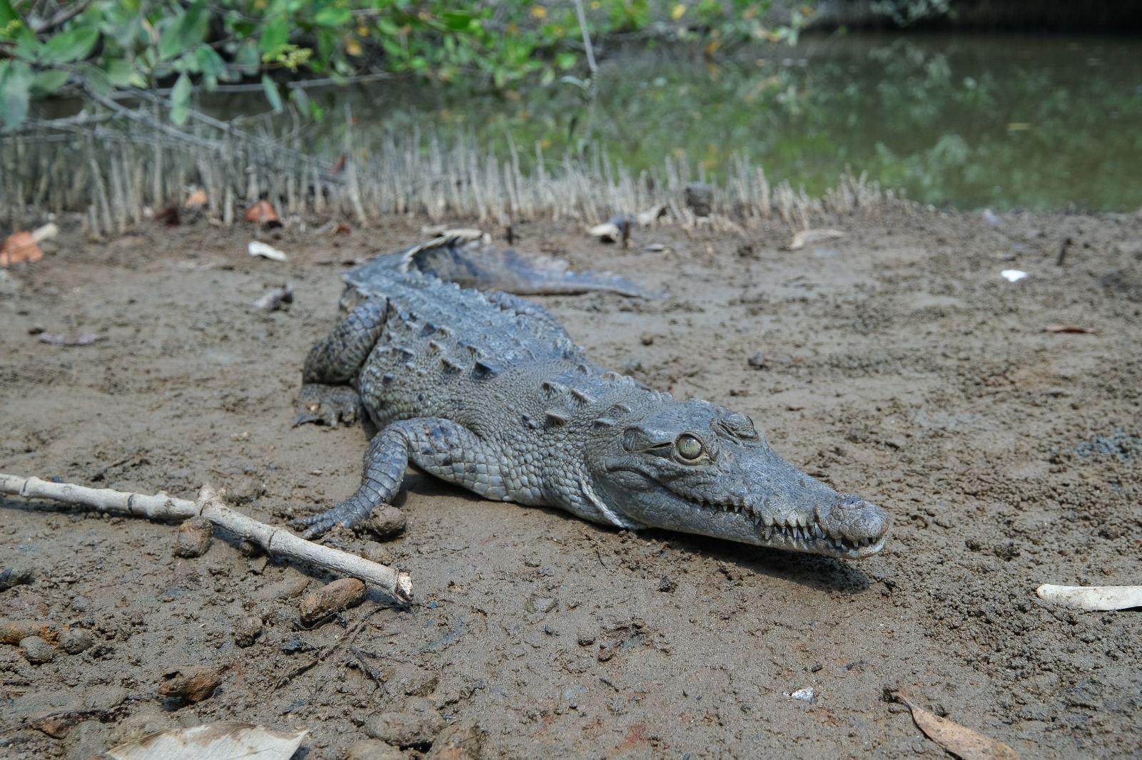 Presenta SEMADET denuncia penal por muerte de cocodrilo en Estero El Salado