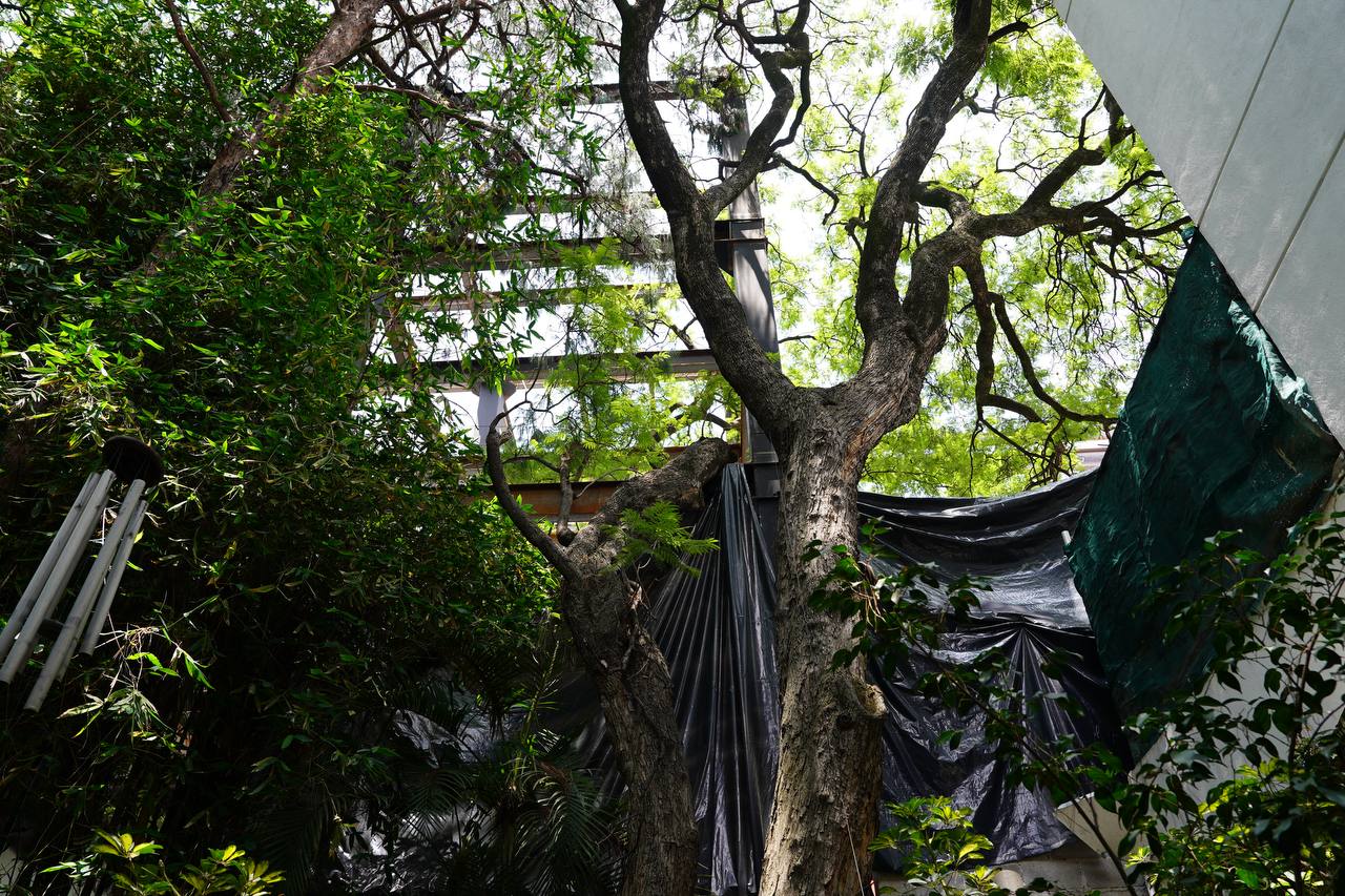 Vecinos de Colonia del Valle consiguen protección para dos árboles