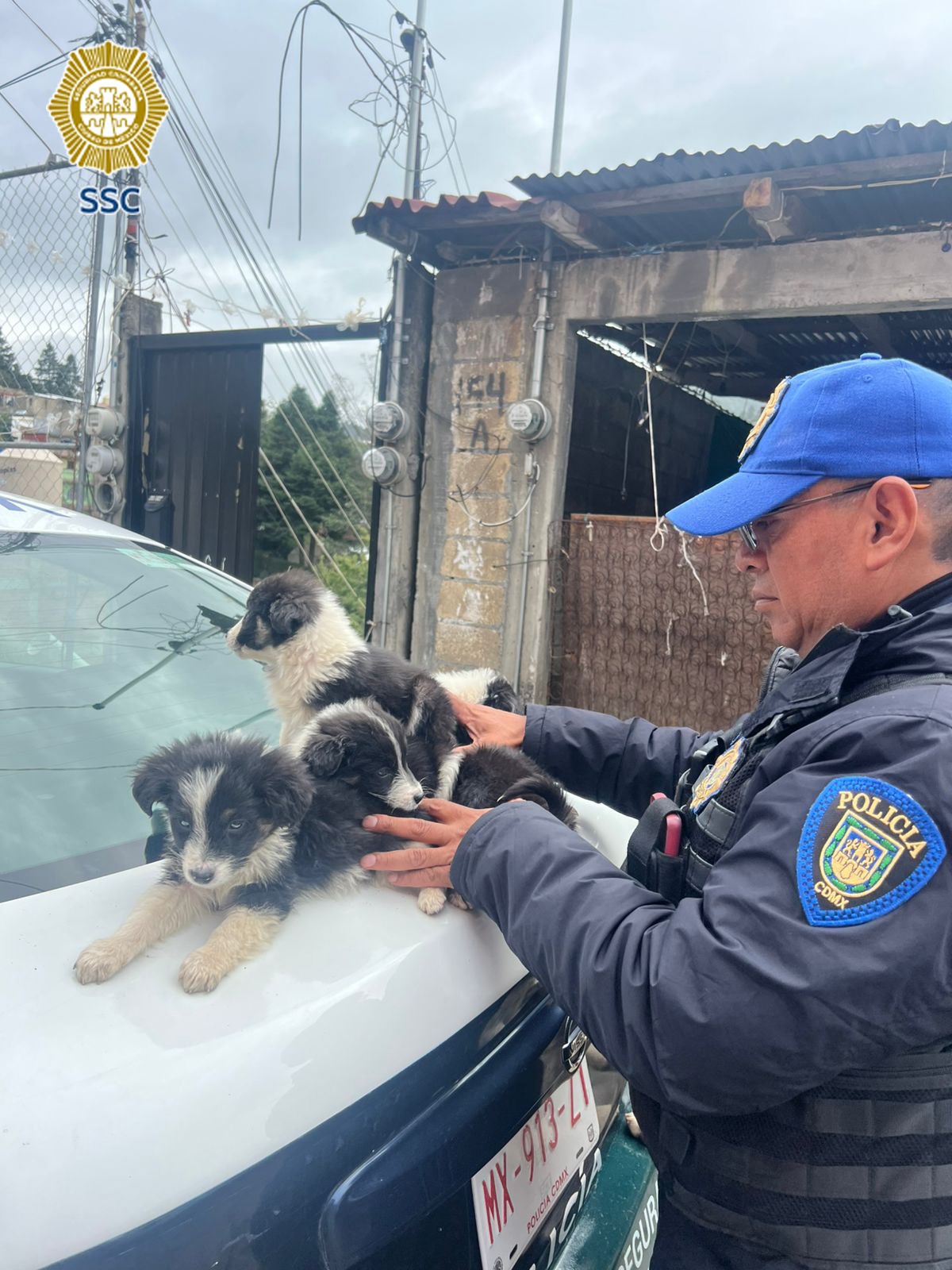 Policías de la SSC rescatan a perrita y sus cuatro cachorros