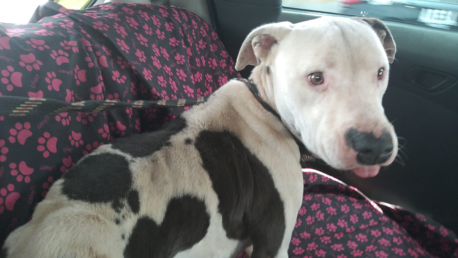 Personal de Bomberos y Protección Civil rescatan a perro pitbull que sufría maltrato