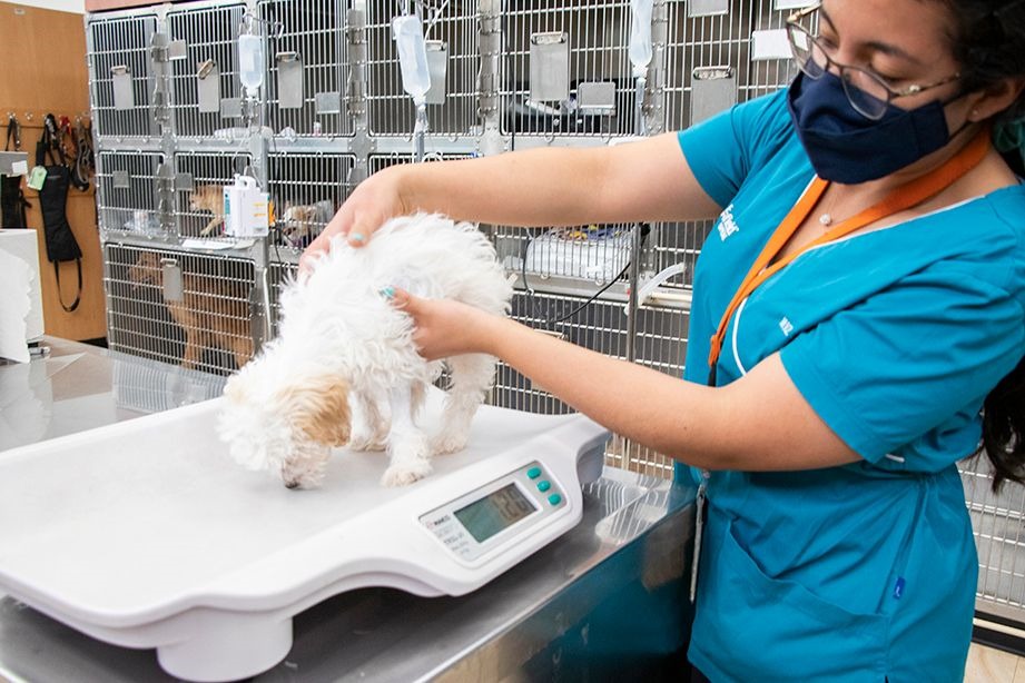Necesario crear conciencIa de la tenencia responsable y la medicina preventiva de perros