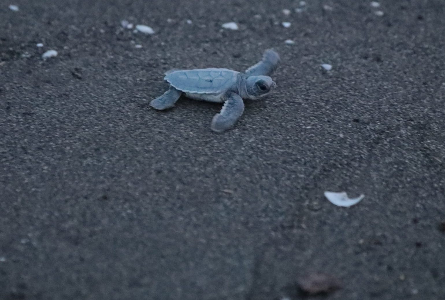 Liberan crías de tortuga verde en playas de Nautla