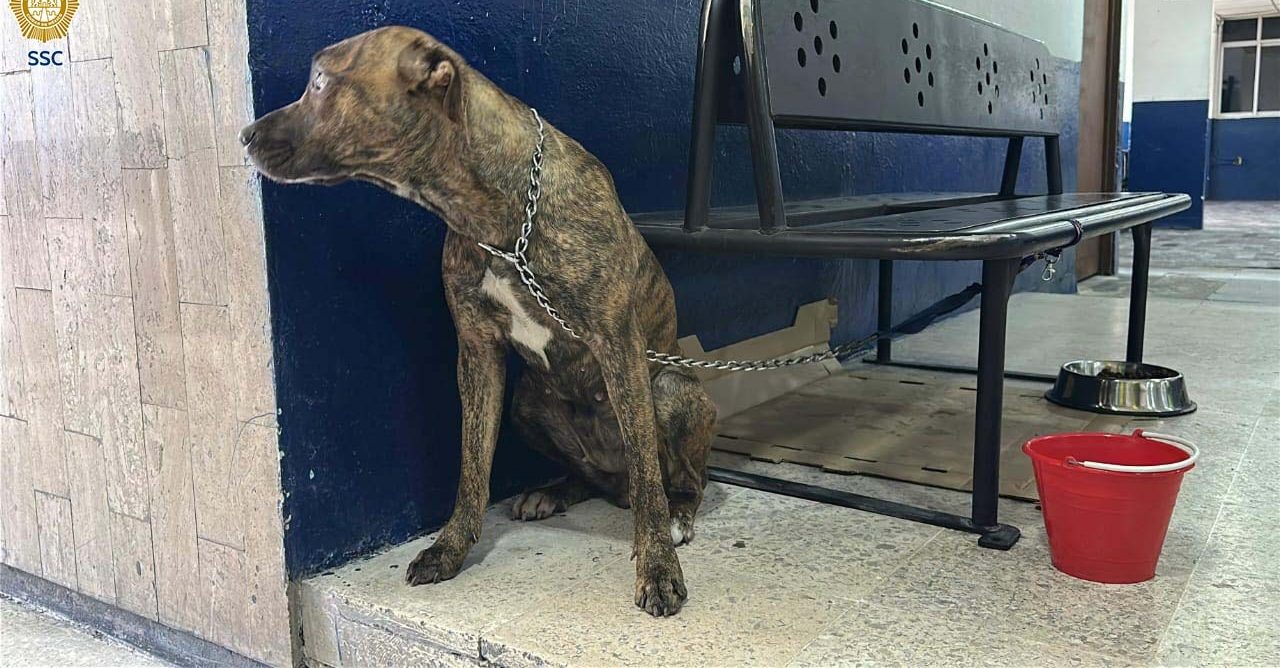 Perrita rescatada en Viaducto