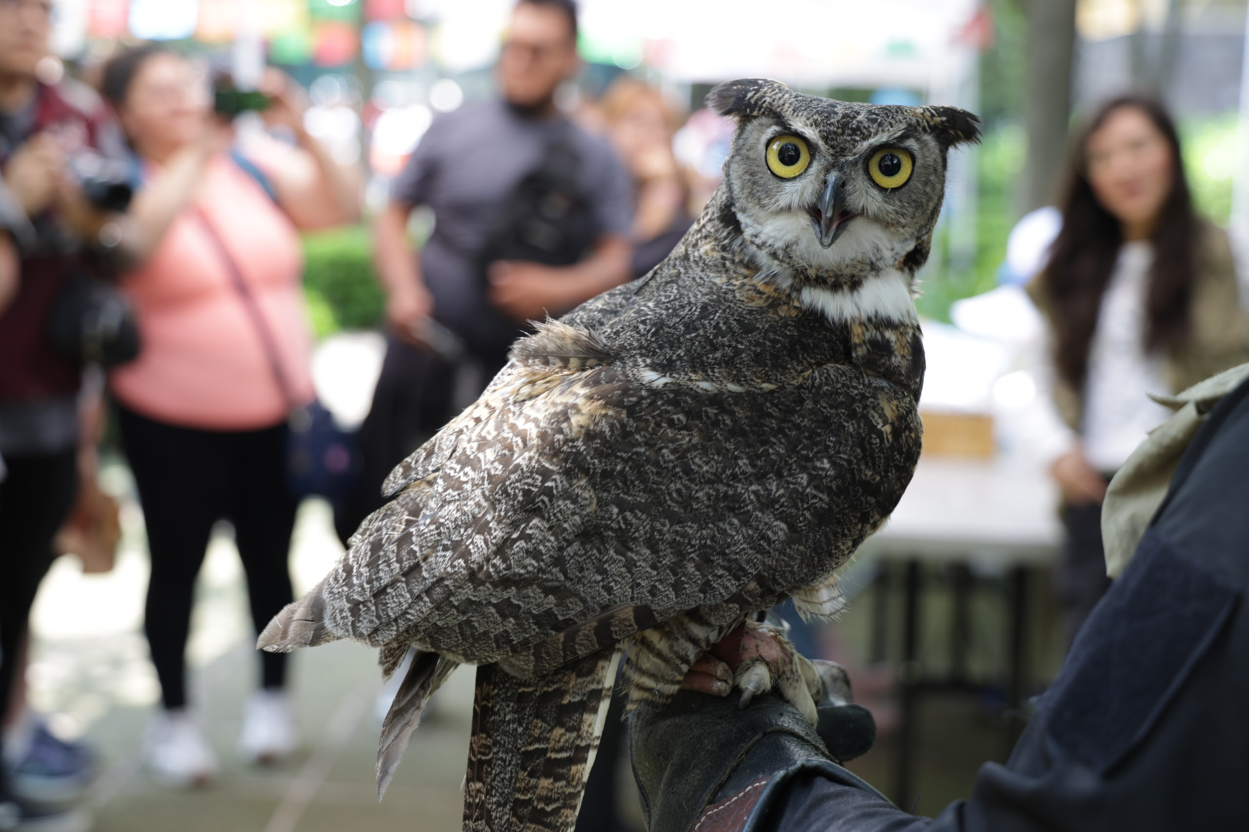Chapultepec celebra 102 años de vida silvestre