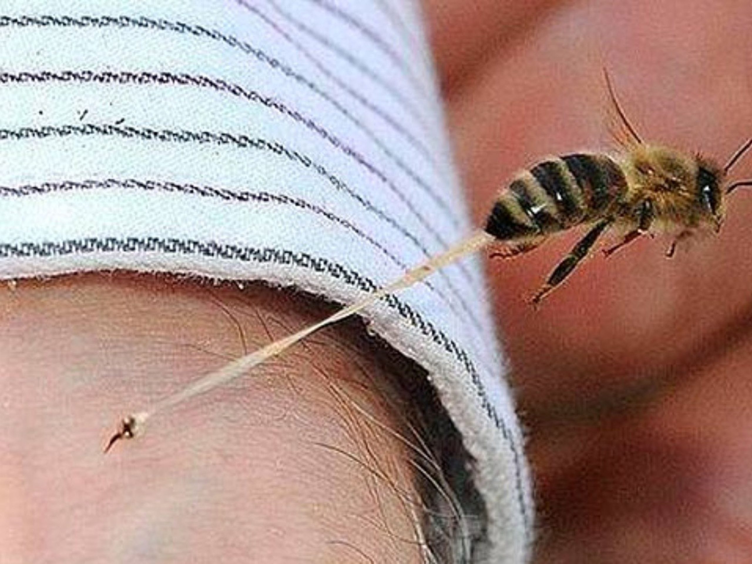 En M;éxico mueren de 80 a 90 seres humanos al año por picadura de abeja