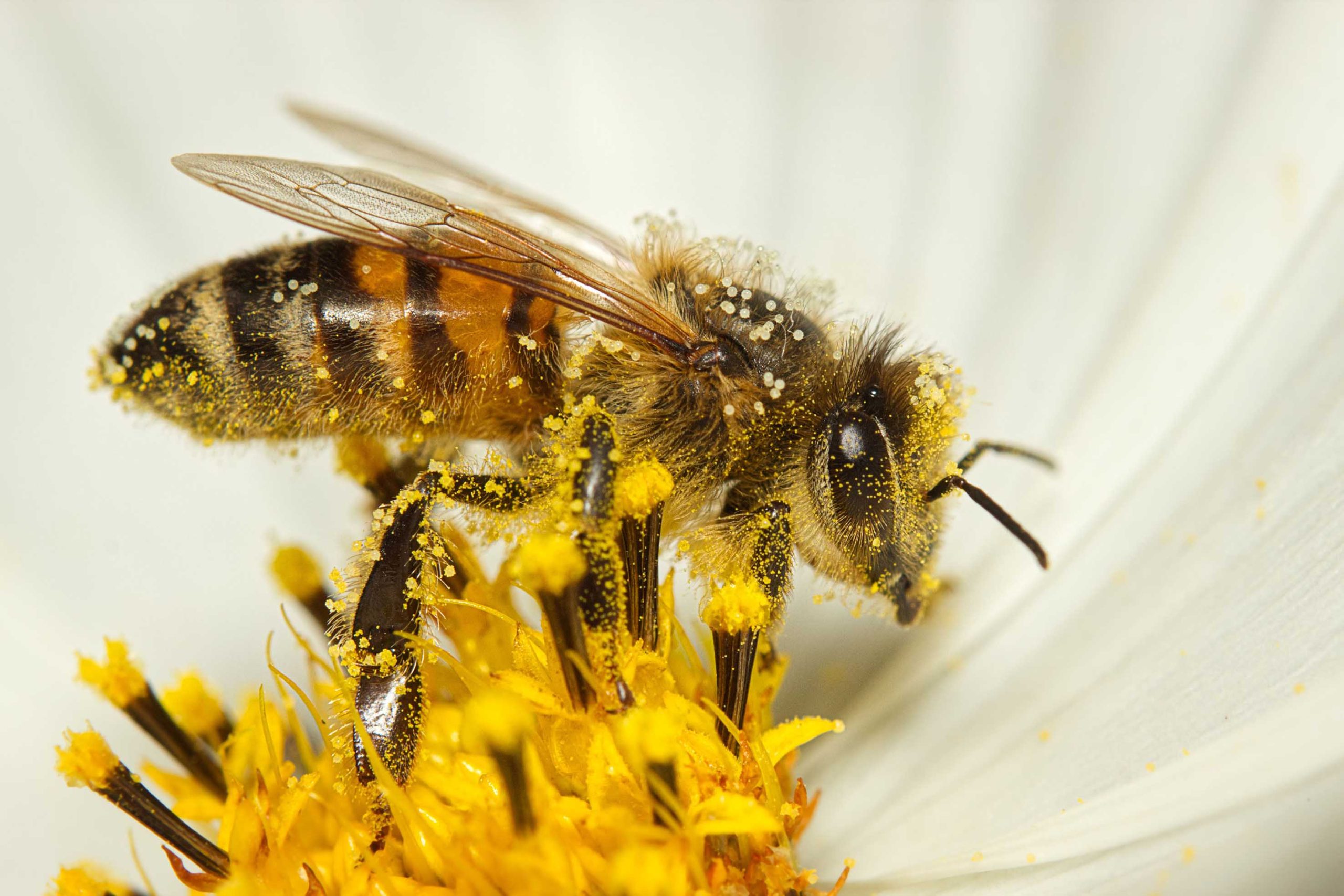 Cambio de uso de suelo e insecticidas merman población de abejas