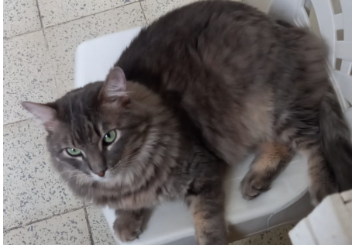 El es el Gato Patricio