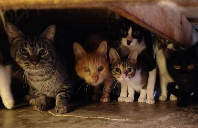 Investigaban acomulación de basura y hallan 90 gatos