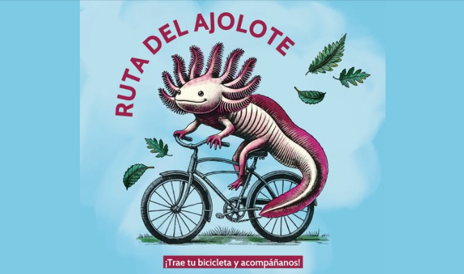 Invita SEDEMA a la Ruta del Ajolote