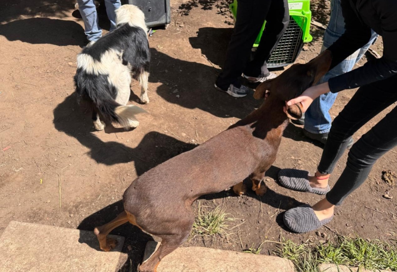 Rescata Fiscalía Edomex a tres perritos que estaban en condiciones de matrato
