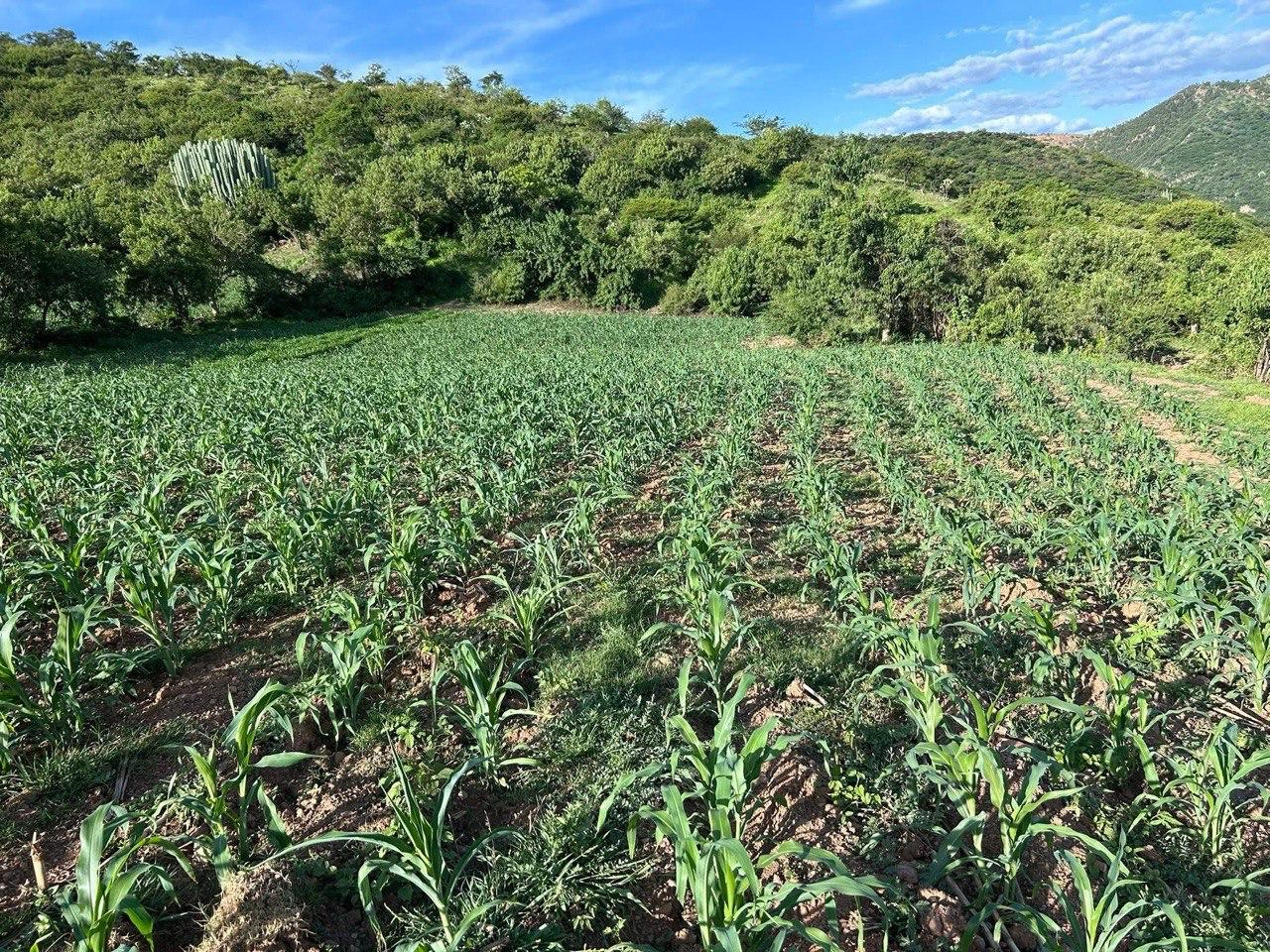 Políticas que fracasaron impiden autosuficiencia alimentaria: Chapingo