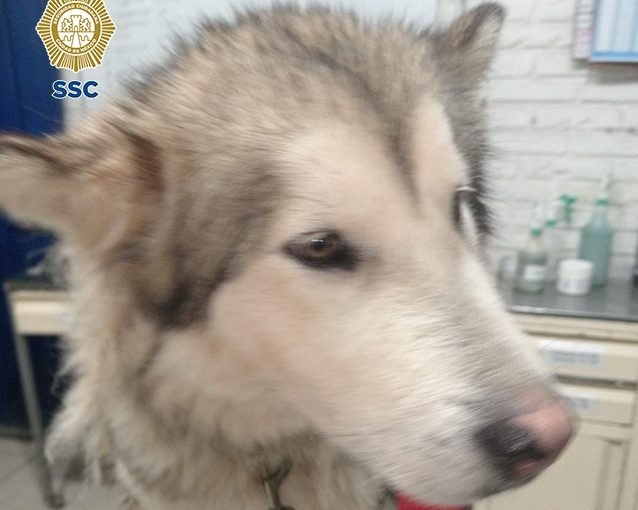 Inquilino dejó vivienda y a su perro también