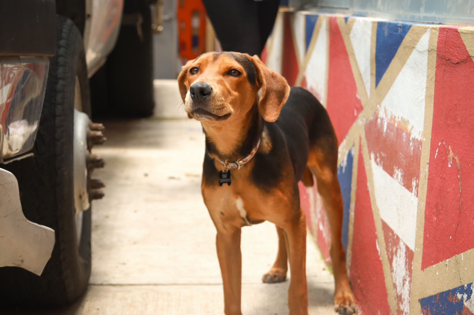 Gaby Osorio destaca más de 23 mil atenciones veterinarias en Tlalpan