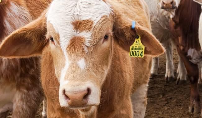 UNTA demanda cierre de frontera sur ante ganado contaminado con gusano barrenador
