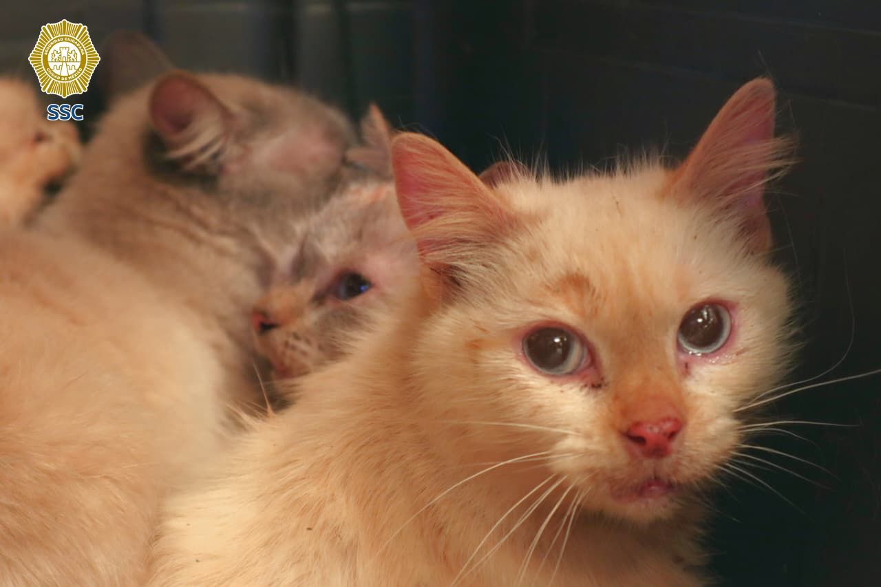Medio centenar de gatitos fueron atendidos y serán puestos en adopcion