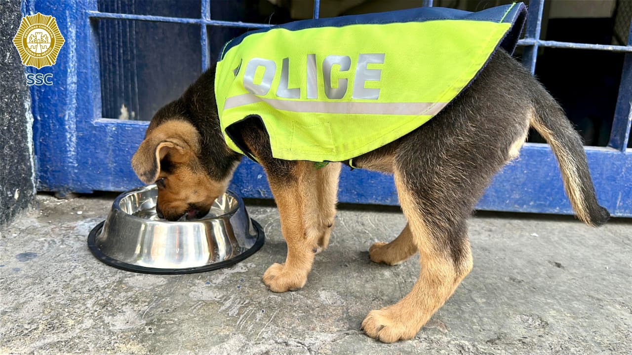 Policias le dan oportunidad de vida sin violencia a perrito rescatado