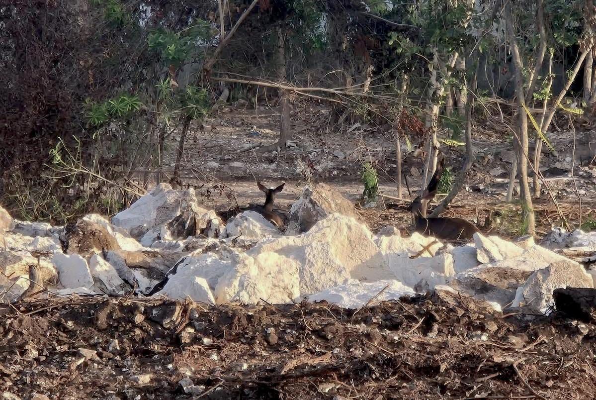 Revocan autorización al desarrollo Legacy en Playacar por muerte de venados