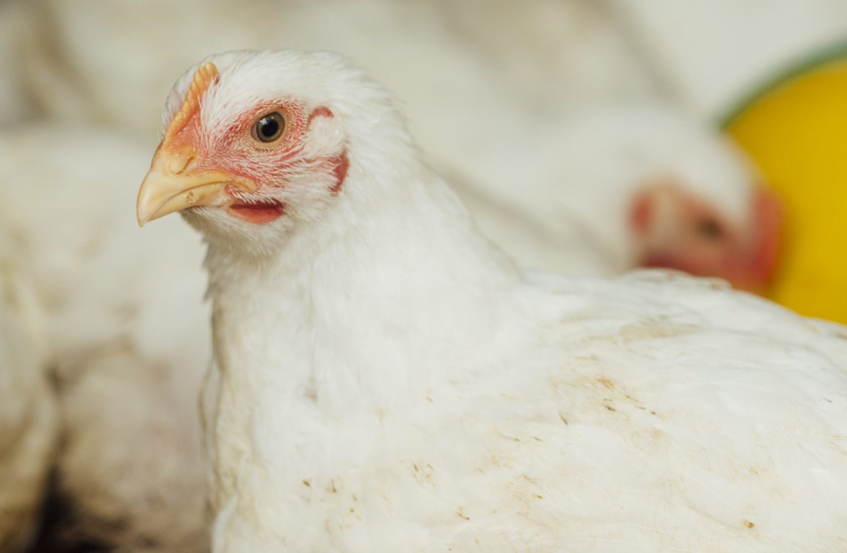 Grupo Bachoco colabora en salud animal a través de su laboratorio Pecuarius
