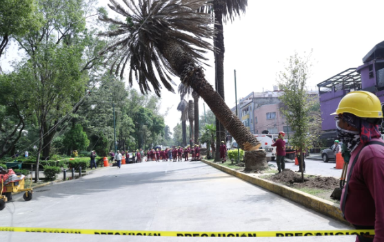 En marcha programa de sustitución de palmeras por árboles en CDMX