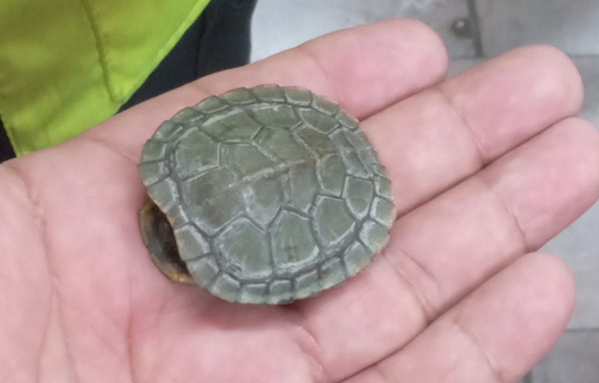 Tortuga alenta avance del Metro línea 2 en estación Normal
