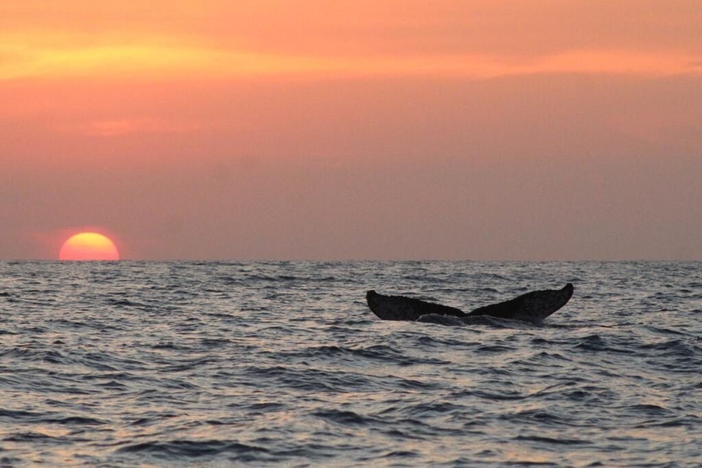 Avistamiento de ballenas en Puerto Ángel, Oaxaca