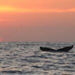 Avistamiento de ballenas en Puerto Ángel, Oaxaca